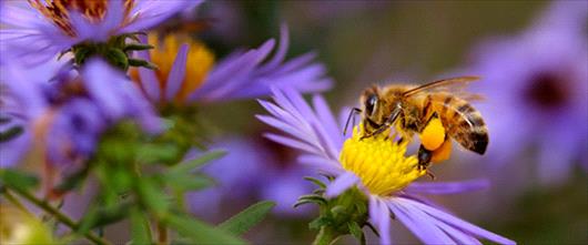 bee on flower